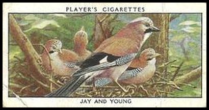 32PWB 16 Jay and Young.jpg